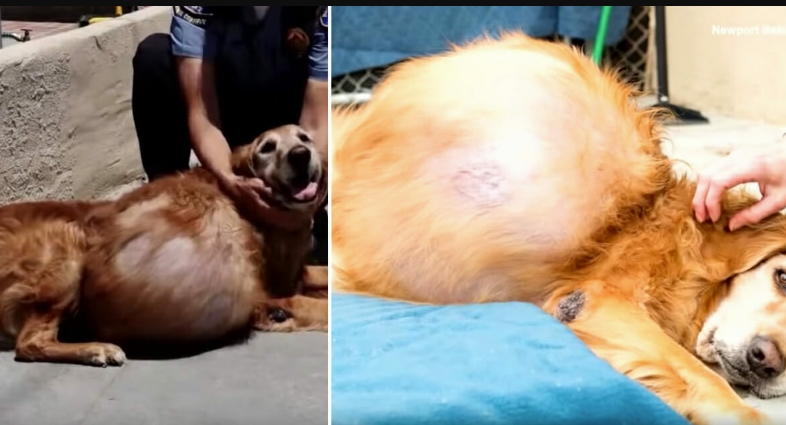 Hund Henry hat 20 Kilogramm schweren Tumor am Bauch & wird auf der Straße ausgesetzt